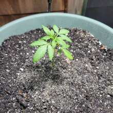 Image de révision - Blue Dream Auto Feminised Seeds