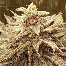 Review Image - Sweet Somango FAST Feminised Seeds