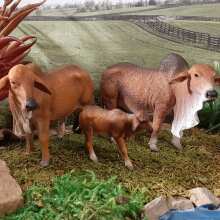 Review Image - CollectA Brahman Cow Red