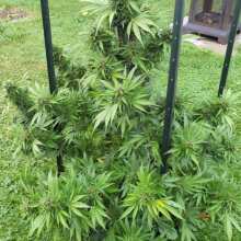 Review Image - Red Mandarine F1 FAST Feminised Seeds - 5