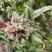 Review Image - Blue Dream Feminised Seeds - 3