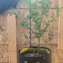Review Image - Rainbow Mints Auto Feminised Seeds