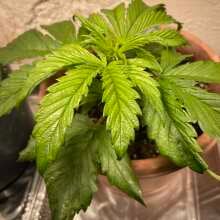 Review Image - Original Skunk #1 Regular Seeds - 10