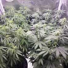 Review Image - Doctor Seedsman CBD 30:1 Feminised Seeds - 3