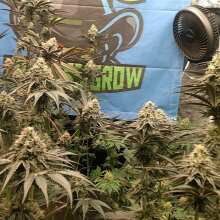 Review Image - Hasbulla Feminised Seeds - 5