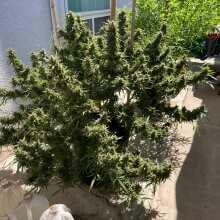 Review Image - Green Poison Feminised Seeds