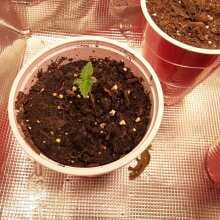 Review Image - Purple Punch Auto Feminised Seeds - 1