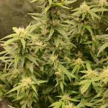 Review Image - White Widow Auto Feminised Seeds - 3
