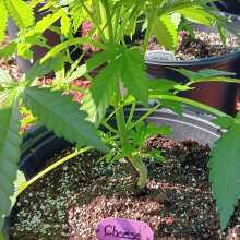 Review Image - Exodus Cheese Feminised Seeds