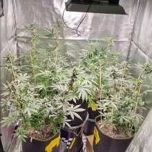 Review Image - Red Poison Auto Feminised Seeds - 3