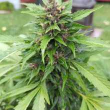 Review Image - Red Mandarine F1 FAST Feminised Seeds - 5