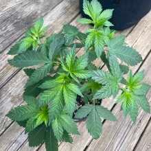 Review Image - Sour Diesel Auto Feminized Seeds