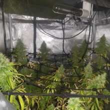 Review Image - White Widow XXL Feminised Seeds - 3