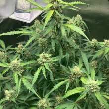 Image de révision - Alaskan Diesel Auto Feminised Seeds - 3