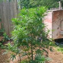 Image de révision - Blue Dream FAST Feminised Seeds - 5