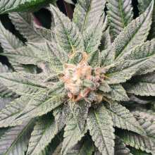 Review Image - Purple Punch F1 Fast Feminized Seeds