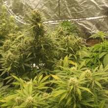 Review Image - Gorilla Glue Auto Feminised Seeds - 3