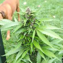 Review Image - Red Mandarine F1 FAST Feminised Seeds - 5