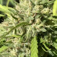 Image de révision - Peyote Forum Feminised Seeds - 10