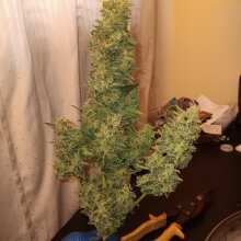 Review Image - Forbidden Runtz Auto Feminised Seeds