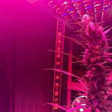 Image de révision - Gorilla Glue Auto Feminised Seeds - 3