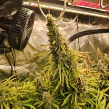 Review Image - Jack Herer Auto Feminised Seeds - 3
