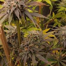 Review Image - Tropicanna Banana Feminised Seeds - 5