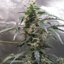 Review Image - HulkBerry Auto Feminised Seeds - 3