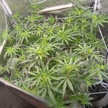 Review Image - Sensi Skunk Feminised Seeds - 5