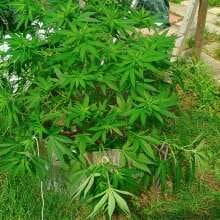 Review Image - Blue Dream FAST Feminised Seeds - 5