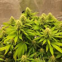 Image de révision - Black Sugar Feminised Seeds - 5