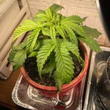 Review Image - Original Skunk #1 Regular Seeds - 10