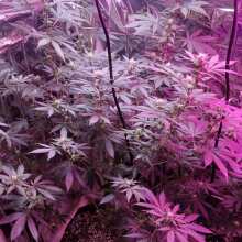 Review Image - Gorilla Feminised Seeds - 5