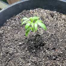 Review Image - Blue Dream Auto Feminised Seeds