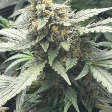 Review Image - Northern Lights Auto Feminised Seeds - 3