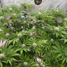 Review Image - Zombie Kush Feminised Seeds - 3