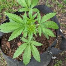 Review Image - Honey Cream FAST Version Feminised Seeds - 5