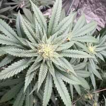 Review Image - Banana Jealousy Feminised Seeds - 5