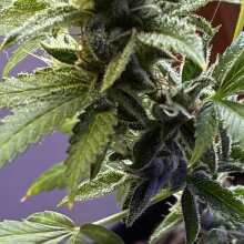Review Image - Bubble Gum XXL Auto Feminised Seeds