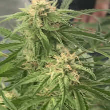 Review Image - Amnesia Auto Feminised Seeds