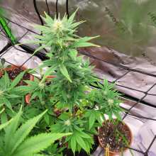 Review Image - Blue Dream Feminised Seeds - 5