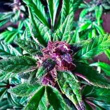 Review Image - Blackberry Kush Auto Feminised Seeds - 3