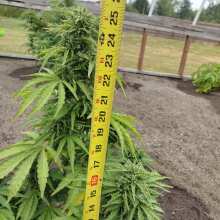 Review Image - Blue Dream Auto Feminised Seeds - 3