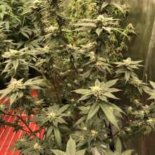Image de révision - Ice Dream Cake Feminized Seeds