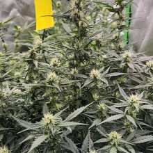 Review Image - Strawberry Banana Auto Feminised Seeds