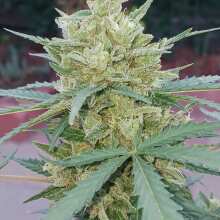 Review Image - Banana Jealousy RF3 Auto Feminized Seeds