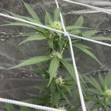 Review Image - White Widow Feminised Seeds - 5