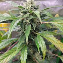 Review Image - Juicy Zkittlez Auto Feminised Seeds