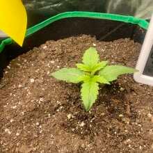 Image de révision - Purple Lemonade Auto Feminised Seeds