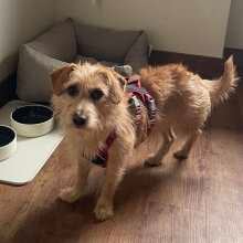 Überprüfen Sie das Bild - ADULT Tetra Pak 10 x 390 g